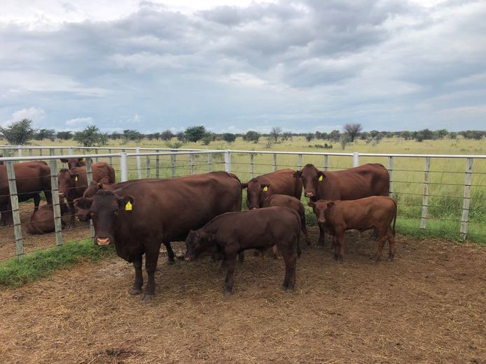 Kommersële Vroulike Diere