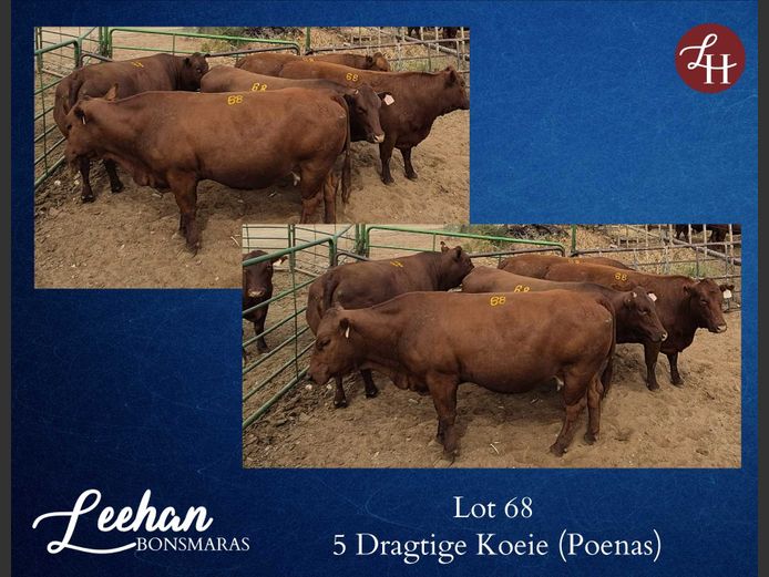 Commercial Animals | Leehan Bonsmaras Bonsmaras
