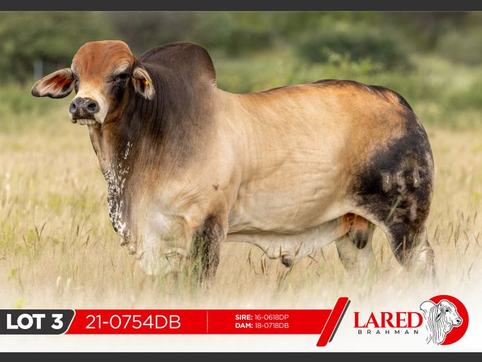 21-0754DB | LARED BRAHMAN