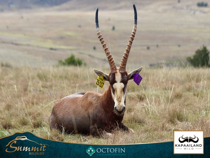 19 4/8" BLESBOK RAM