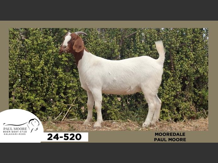 24-520  |  Paul Moore - Mooredale
