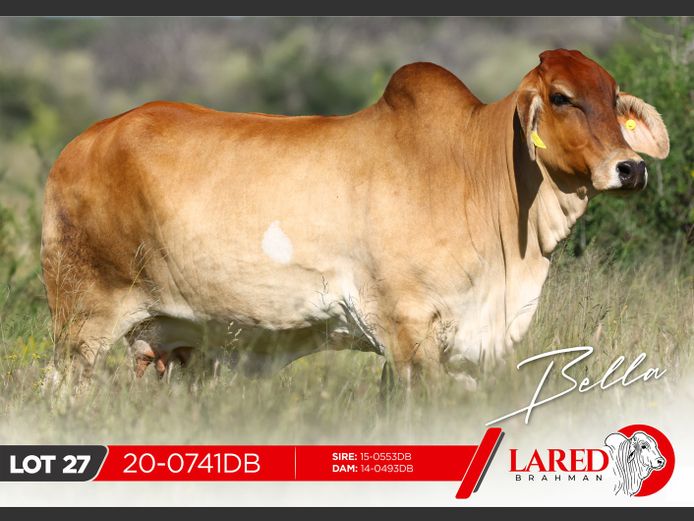 20-0741DB | LARED BRAHMAN