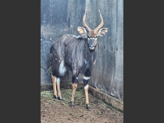 Potential Animals On Auction