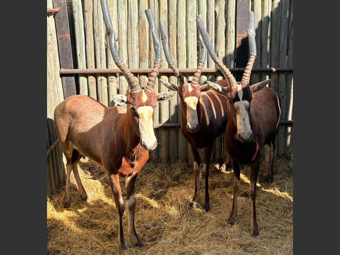 Blesbok Ramme