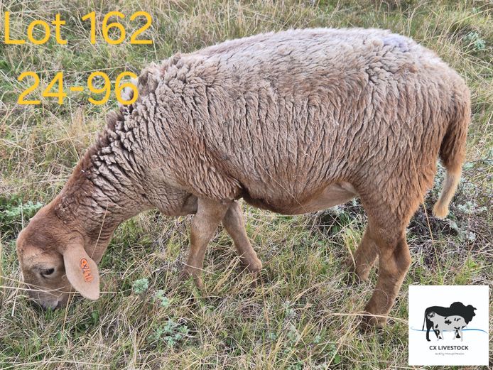 24-96 | CX LIVESTOCK