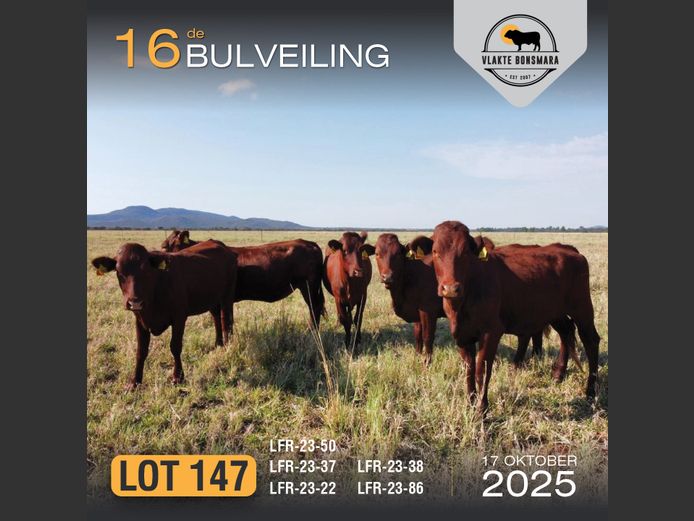 Commercial Animals | MOORDDRIFT BONSMARAS