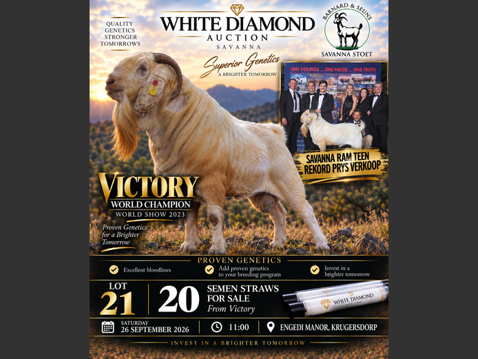 SEMEN LOT | Victory | Barnard & Seuns