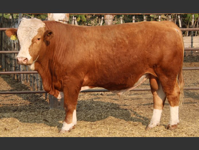 TG22105 | GUNZEL SIMMENTALER