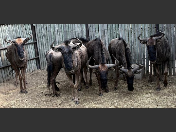 Blouwildebees Volwasse