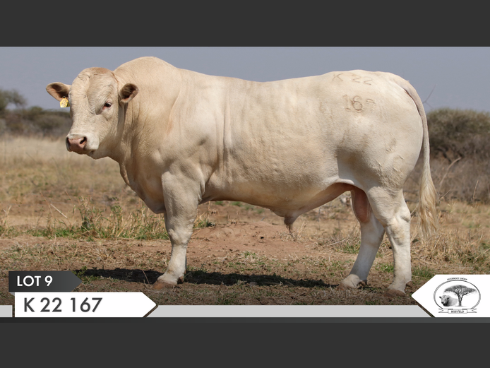 K 220167 | KOPERKOP HUGENOOT STOET