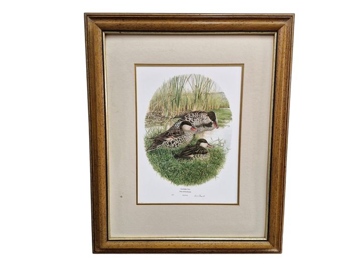 1982 Gail de Reuck Collectible Art Print "Redbilled Teal" Plate 26