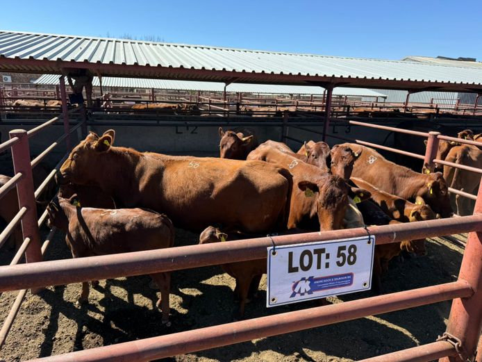 Commercial Animals | Mac Farms