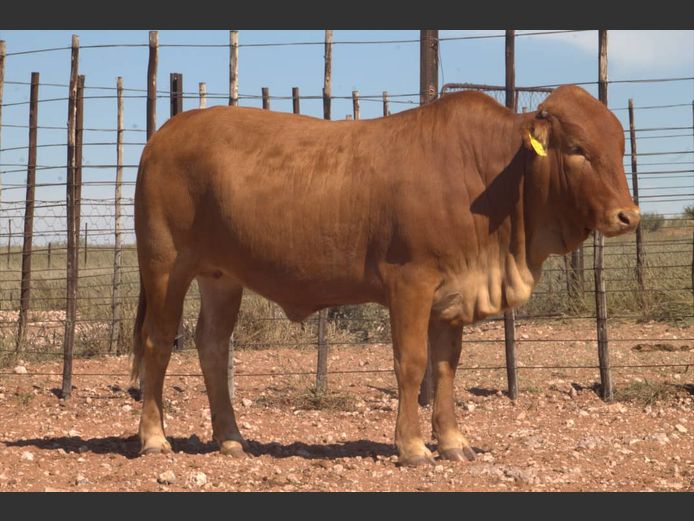 JJB 240039 | SALZTAL AFRIKANER