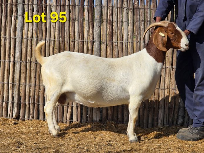23.17 | Charl Baard Boerbokke