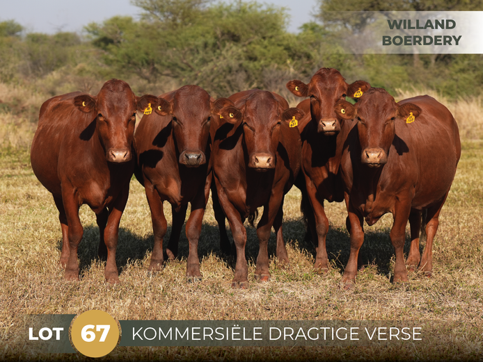 Commercial Animals | WILLAND BOERDERY