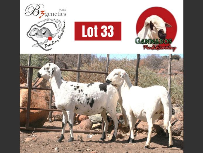BBB24-0070 | B3genetics Pty Ltd