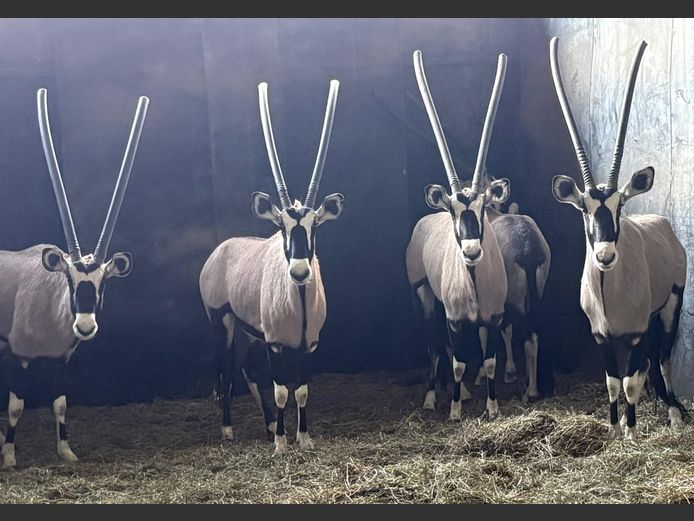 Gemsbok Koeie