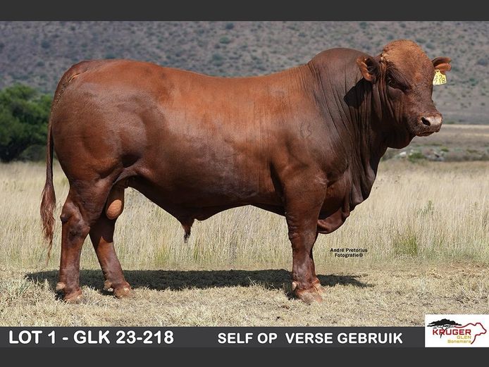 GLK 230218 | KRUGER GLEN BONSMARAS