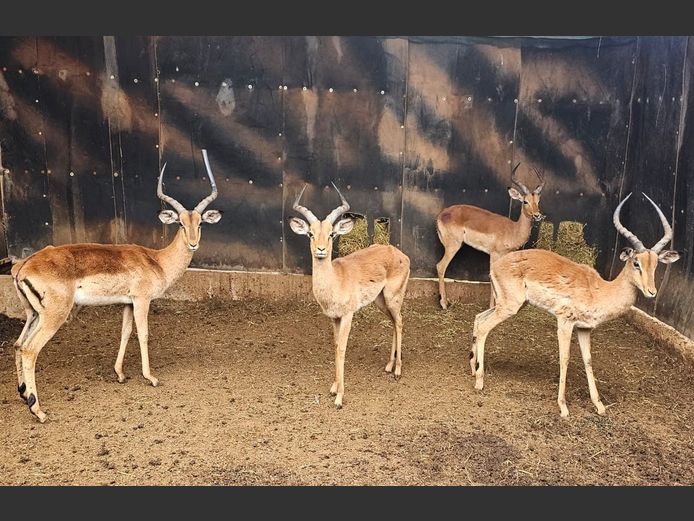 IMPALA | 3 x SAVANNAH & 1 x BUFFELSPOORT