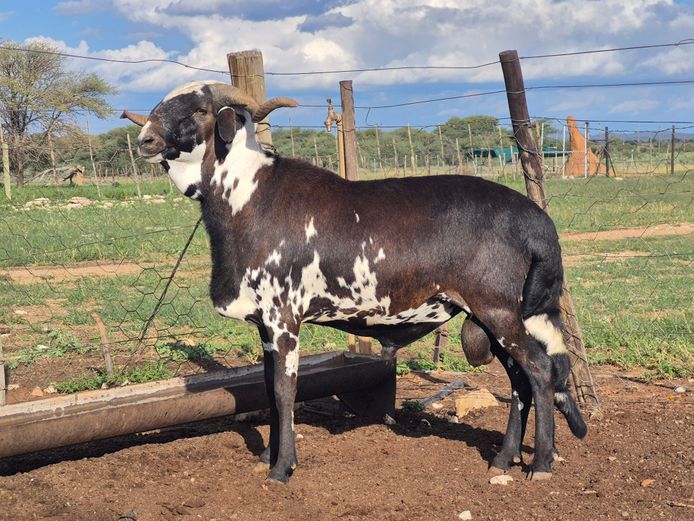 24-071 | DPJ JANSEN VAN VUUREN