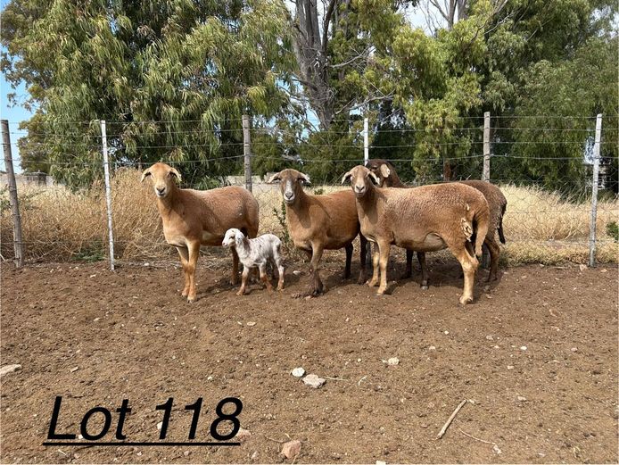 PB 23 100 | Johan Murray - Pienaarspan Meatmasters