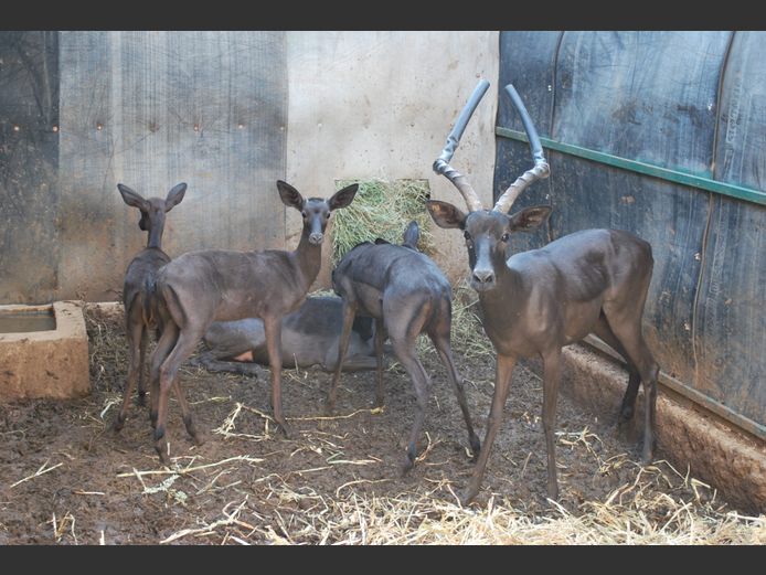 BLACK IMPALA | NAYAWA BDY