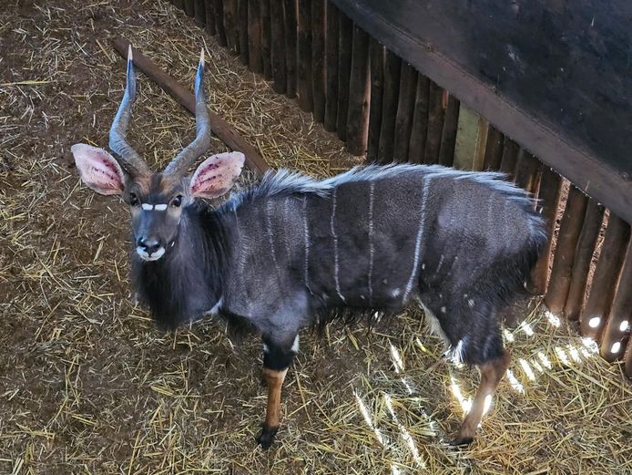 NYALA | BIRKEN VERVOER