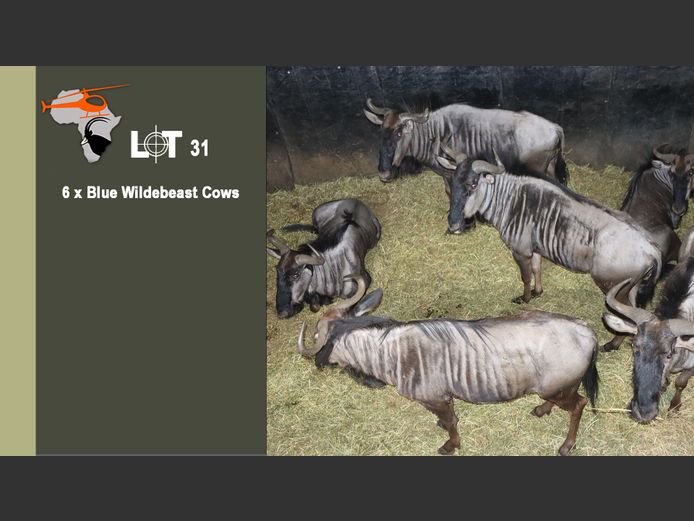 Blue Wildebeest