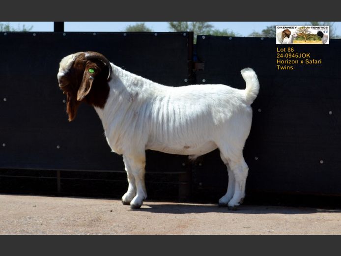 24-0945 JOK | O'KENNEDY GENETICS