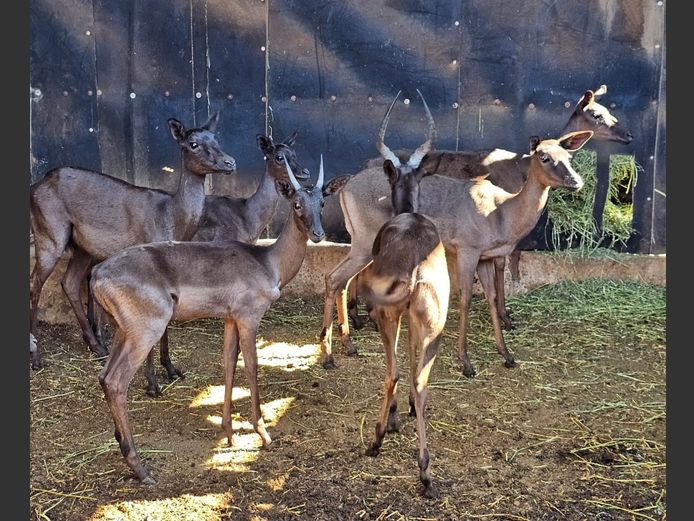 BLACK IMPALA | 2 x BIG HORN & 2 x BUFFELSPOORT