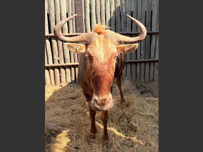 Goue Wildebees Bul