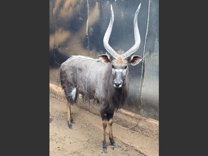 NJALA | KOLOBE WILDLIFE
