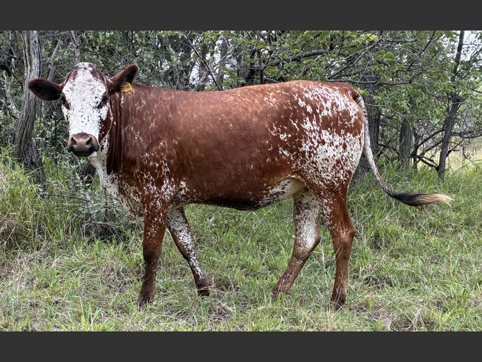 BA 230010 | BERGALLEEN BOERDERY CC