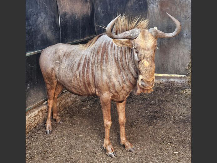 GOUE WILDEBEES 28" | 258