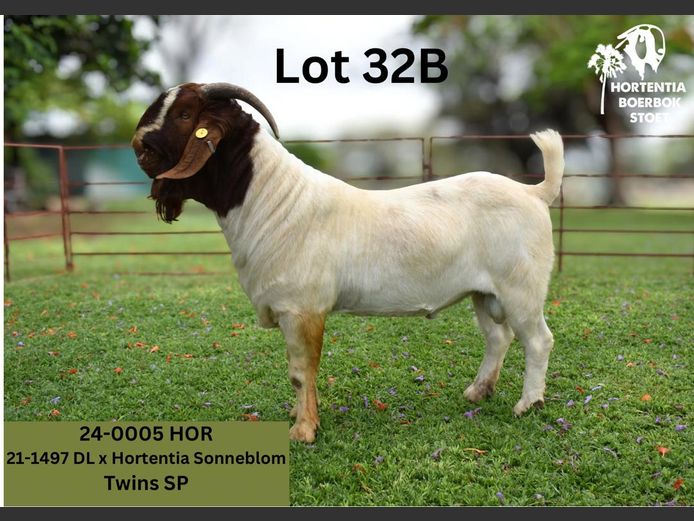 24-0005HOR | HORTENTIA BOERBOK STOET