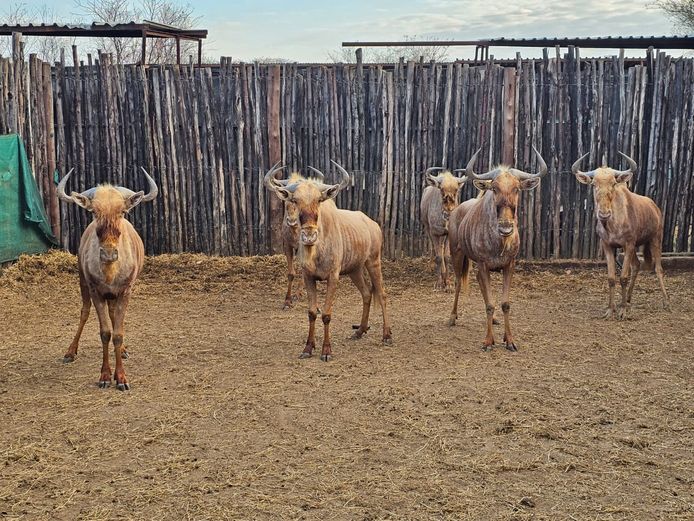 GOLDEN GNU | AYLESHAM TRUST