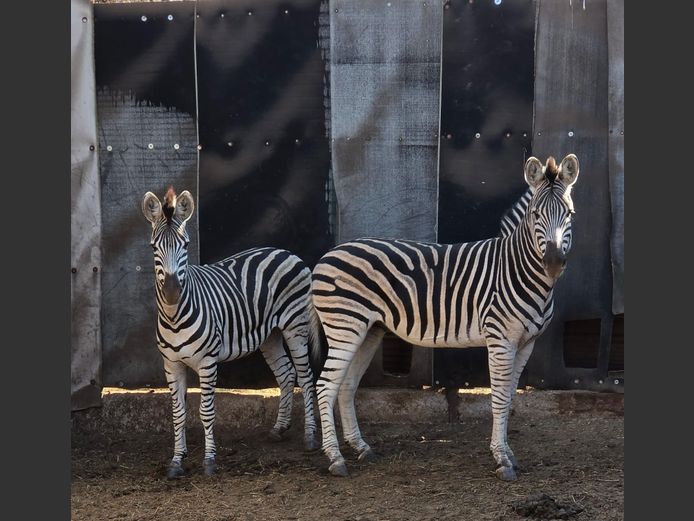 ZEBRA (no vat) | IMBABALA