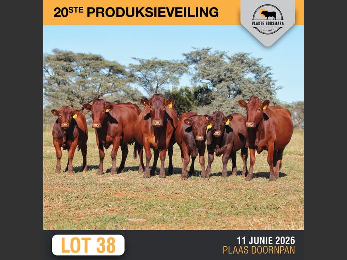 Commercial Animals | MORGAN TRADING (PTY) LTD                                                                                                                                                                                                                                                                        
