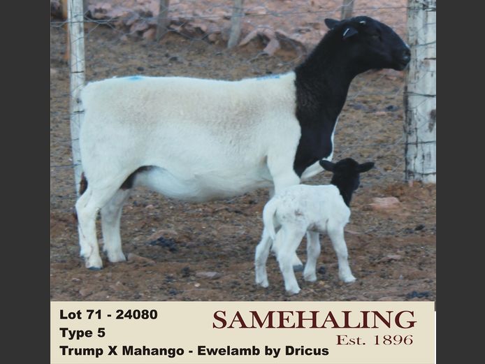 24080-330 | SAMEHALING DORPERS