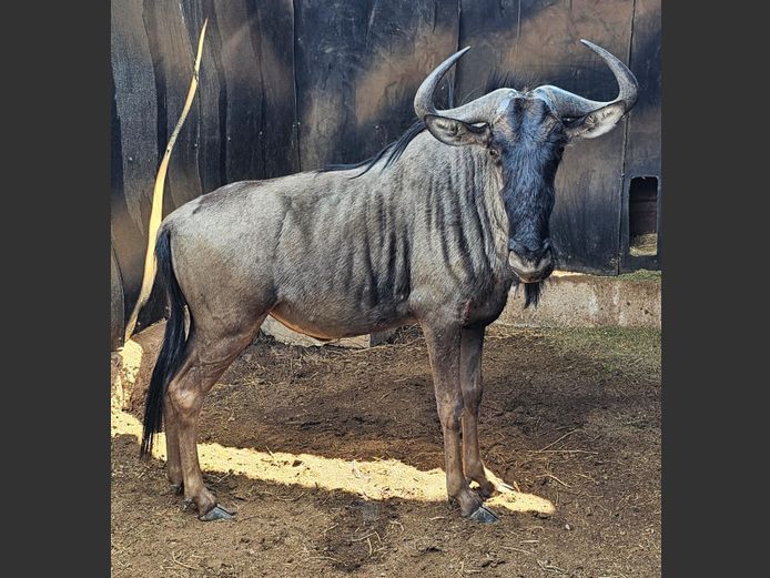BLUE WILDEBEEST | DEELBOS BDY