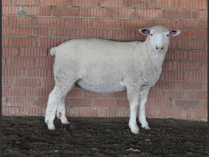 K 240111 | KASSIE BOERDERY BOERDERY