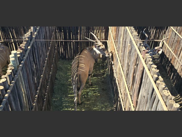 ELAND | HANLEY