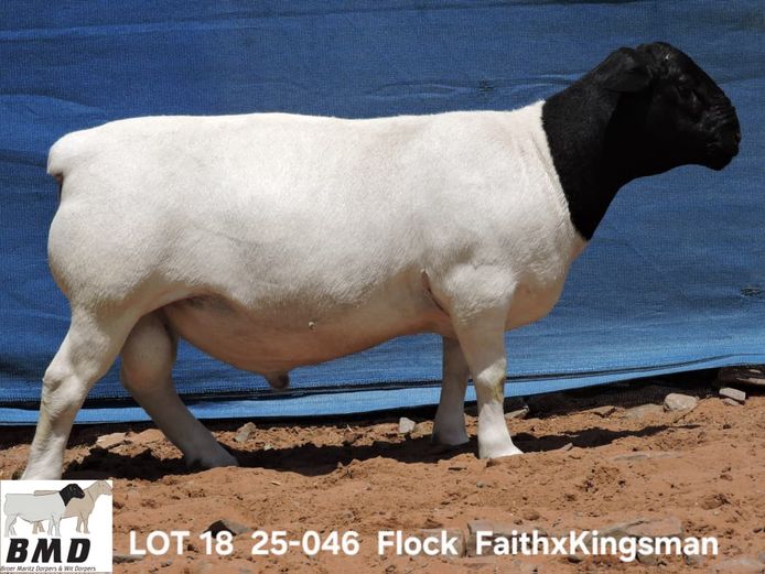 25-046 | BROER MARITZ DORPERS