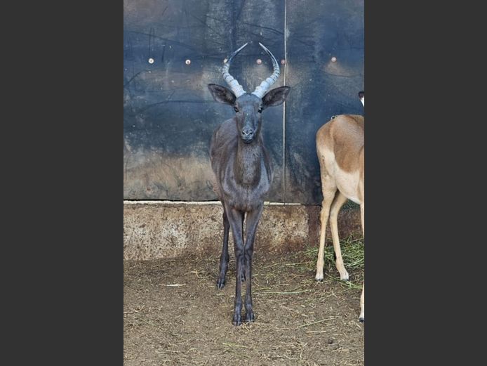 BLACK IMPALA | WELVERDIEND SAFARIS