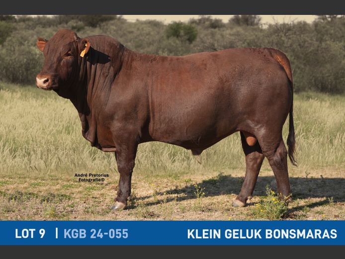 KGB240055 | KLEIN GELUK BONSMARAS