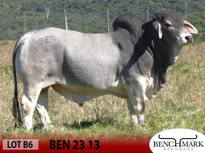 BEN2313 | NO 8 CATTLE COMPANY (PTY) LTD