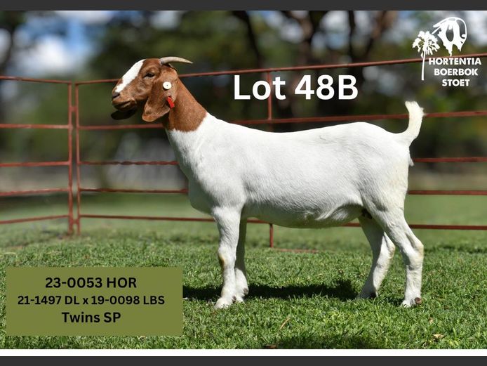 23-0053HOR | HORTENTIA BOERBOK STOET