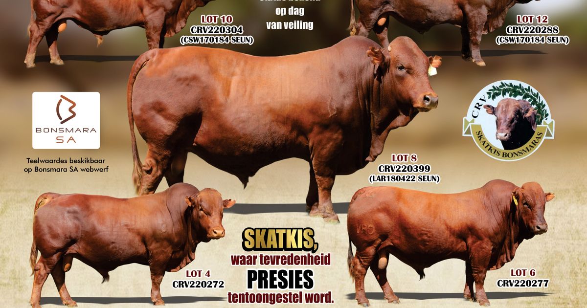 SKATKIS BONSMARAS 25STE PRODUKSIEVEILING | SwiftVEE | South Africa’s ...