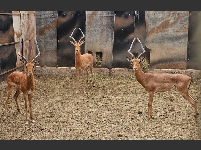 IMPALA | GHOST TRADING