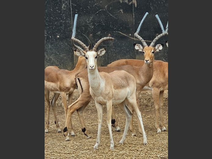 WHITE FLANKED
IMPALA | HARLOU